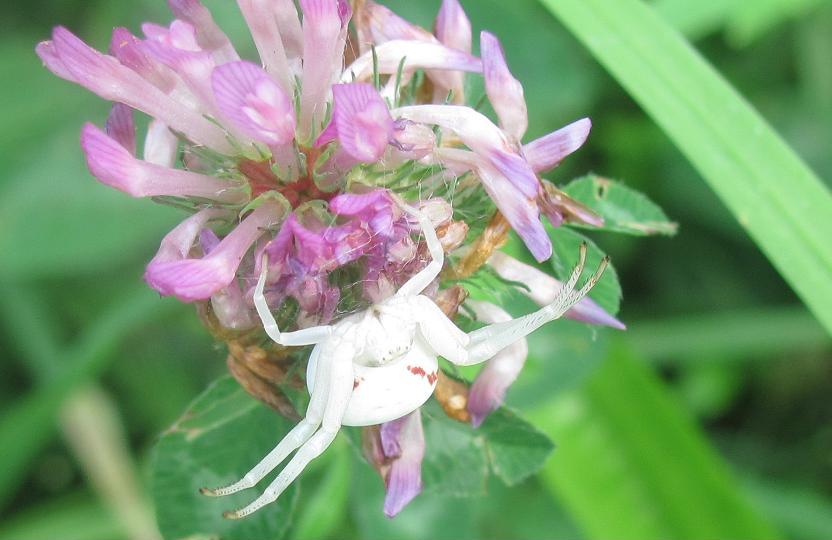 Misumena vatia - Sostegno (BI)